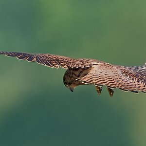 kestrel 2026_45.jpg