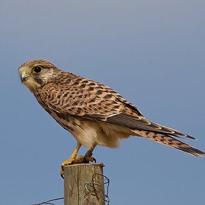 kestrel 2026_46.jpg