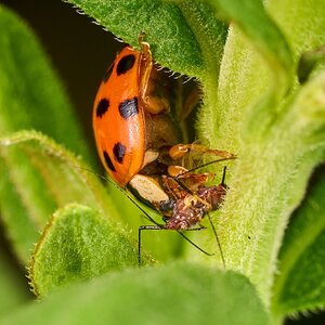 Lady Beetle Parasitoid Wasp - BCSP - 08022026 - 04.jpg