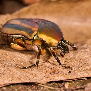 Common Green June Beetle - BCSP - 08022026 - 02.jpg