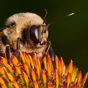 Common Eastern Bumble Bee - BCSP - 08022026 - 11.jpg