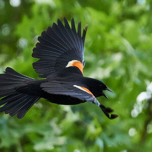Red-winged Blackbird - Woodshaven Kruse - 05202018 - 02.jpg