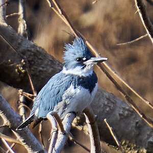 Belted Kingfisher - BCSP - 01232022 - 01.jpg
