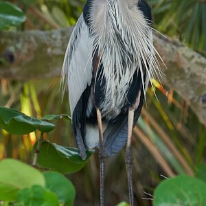 Great Blue Heron - Fort De Soto - 05282019 - 01.jpg