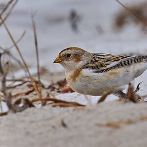 Snow Bunting - Barnegat - 02162026 - 05 - DN.jpg