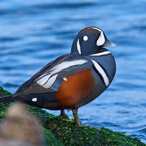 Harlequin Duck - Barnegat Lighthouse - 12302023 - 06- DN.jpg