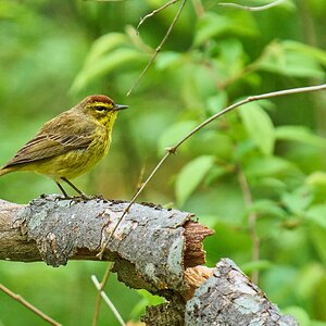Palm Warbler - 1st State NHP - 04262026 - 09 - rDN.jpg