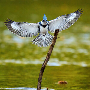 Belted Kingfisher - BCSP - 10162021 - 22-DN.jpg