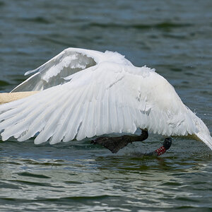 swan 2026_18.jpg