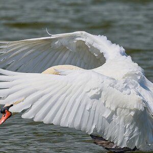 swan 2026_19.jpg