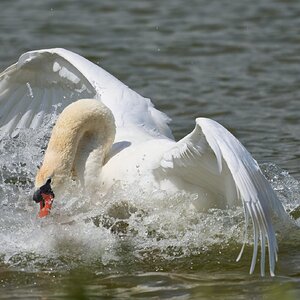 swan 2026_20.jpg