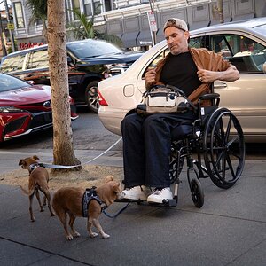Man in Wheelchair with Two Dogs
