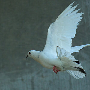 AA_00423.jpg