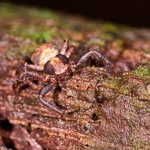 Brotherly Ground Crab Spider - Arden Woods - 08092026 - 02.jpg