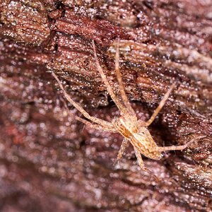 Six-spotted Fishing Spider - Arden Woods - 08092026 - 01.jpg