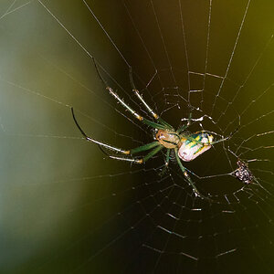 Orchard Orbweaver - Arden Woods - 08092026 - 01.jpg
