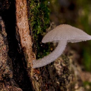Bark Mycena - Arden Woods - 08092026 - 01.jpg