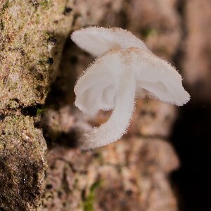 Bark Mycena - Arden Woods - 08092026 - 02.jpg