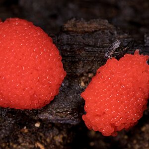 Red Raspberry Slime Mold - Arden Woods - 08092026 - 01.jpg