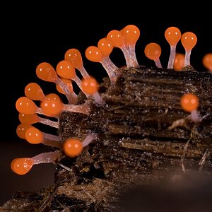 Push Pin Slime Mold - Arden Woods - 08092026 - 01.jpg