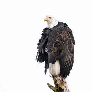 Bald-Eagle-2222.jpg