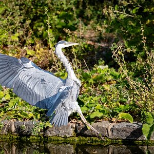 Heron_stJames-3.jpg