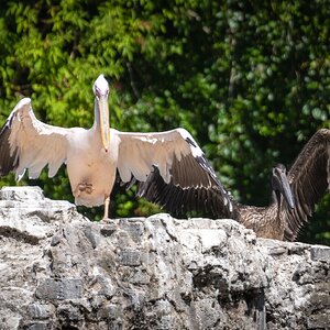 pelican_great_cormorant_stJames-8.jpg