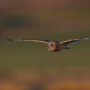 Short-eared-Owl-2267.jpg