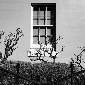 Street_scene_architectural_leafless_trees_and_shadows_on_wall.-3DSC07994.jpg