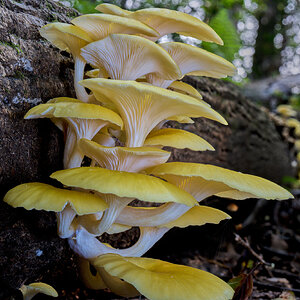 Golden Oyster Mushroom - 1st State NP - 08142026 - 01.jpg
