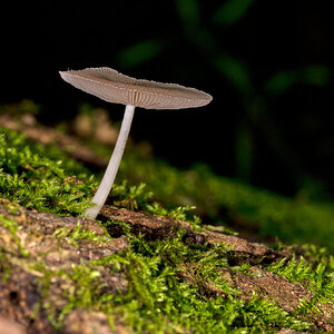 Shield Mushroom - 1St State NP - 08142026 - 01.jpg