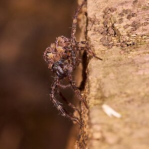Dark Fishing Spider - 1St State NP - 08142026 - 02.jpg
