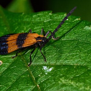 End Band Net-winged Beetle - 1St State NP - 08142026 - 01.jpg