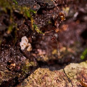 Tawny Collared Ant - 1St State NP - 08142026 - 01.jpg
