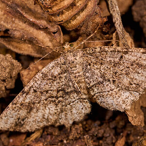 Genus Melanolophia - 1St State NP - 08142026 - 01.jpg