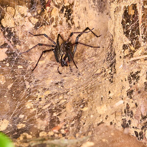 Dark-legged Grass Spider - 1St State NP - 08142026 - 03.jpg