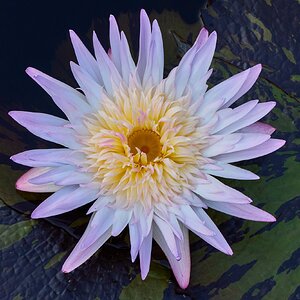 Water Lilly - Longwood - 08142026 - 01.jpg