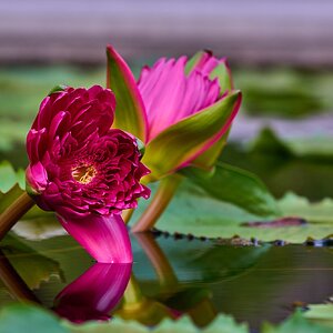 Water Lilly - Longwood - 08142026 - 14.jpg