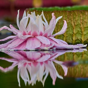 Water Lilly - Longwood - 08142026 - 11.jpg
