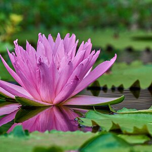 Water Lilly - Longwood - 08142026 - 02.jpg