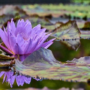 Water Lilly - Longwood - 08142026 - 10.jpg