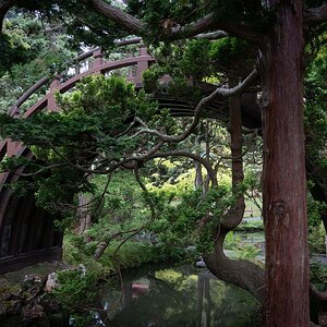 Drum Bridge at the Japanese Tea Garden