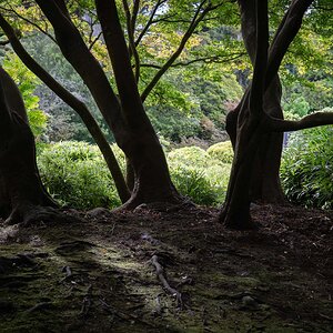 silhouetted Trees