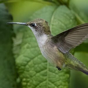 HummBird01.jpg