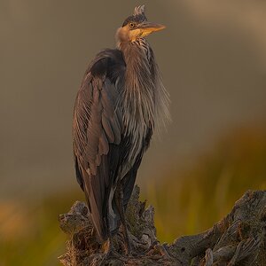 Great-Blue-Heron-3.jpg