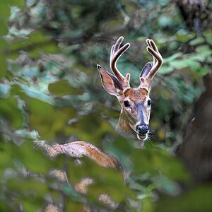 Buck.jpg