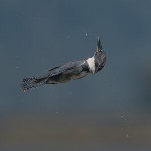 Belted-Kingfisher_DSC1633.jpg