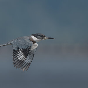 Belted-Kingfisher_DSC1635.jpg