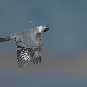 Belted-Kingfisher_DSC1638.jpg