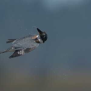 Belted-Kingfisher_DSC1640.jpg